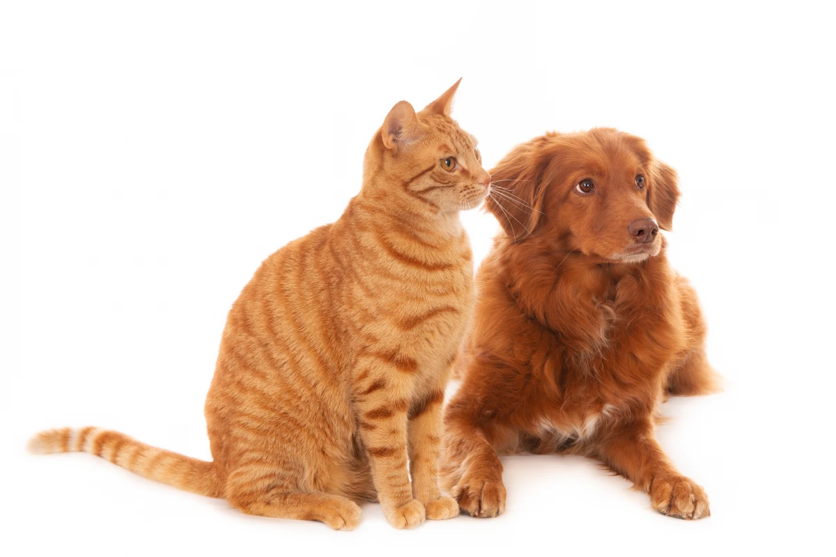 Le Droit des animaux : une évolution nécessaire pour la protection de nos compagnons