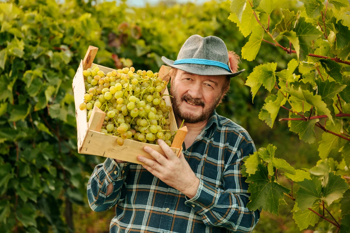 Coffrets de vin biologiques : Naviguer dans le labyrinthe des normes légales